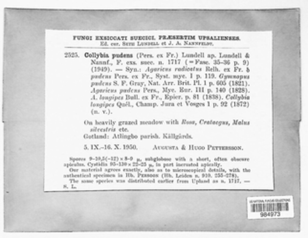 Xerula pudens image